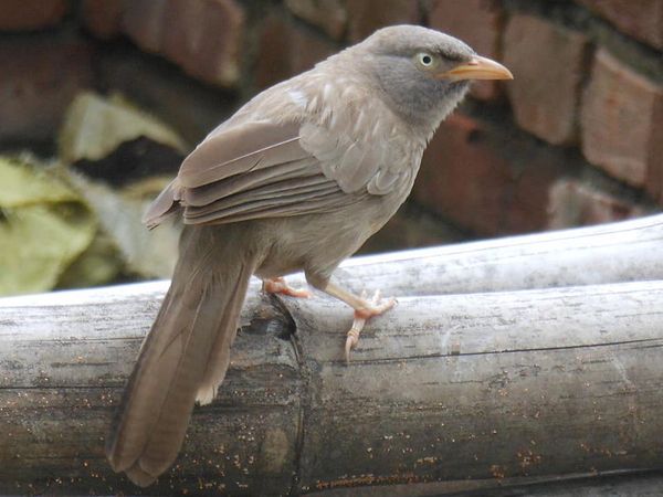 புலுனி  அல்லது தவிட்டுக்குருவி 