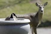 Deer stands guard over goose nest in cemetery