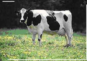 Cow