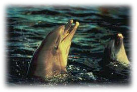 Dolphin at sea