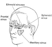 Sinus