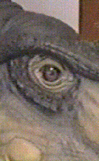 Eye