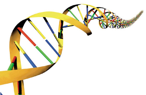 மனித உடல் தொடர்ச்சியான உயிர் கலங்களால் (cell) ஆனது. ஓவ்வொரு உயிர் கலத்தினது உட்கருவில் (Nucleus) உள்ள குரோமோசோம்களில் மரபணுக்கள் அமைந்துள்ளன. DNA (Deoxyribose Nucleic Acid) மற்றும் RNA (Ribose Nucleic Acid)ஆகியவற்றால் ஆனவையே மரபணுக்கள் ஆகும். 