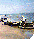 Jaffna Scene